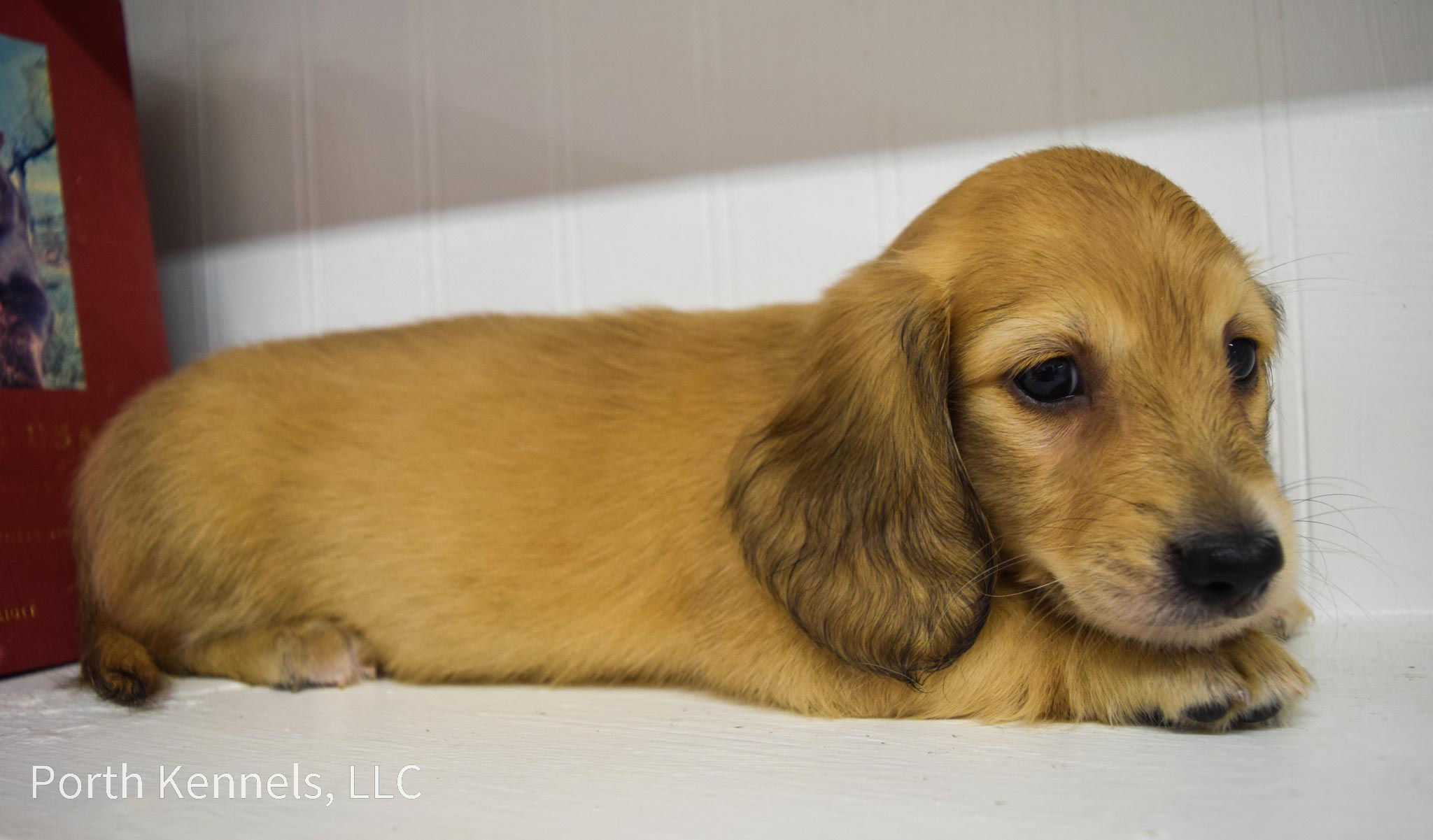 English Cream Miniature Dachshund